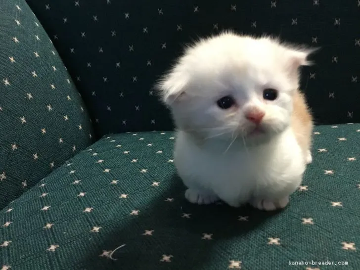ID:1909-00019の子猫