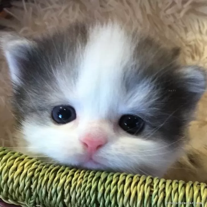 ID:2312-00842の子猫