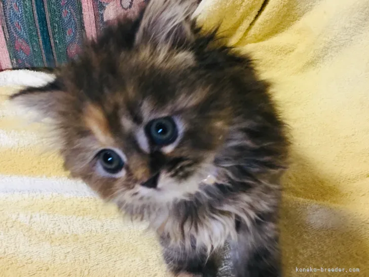 ID：2111-01239の子猫