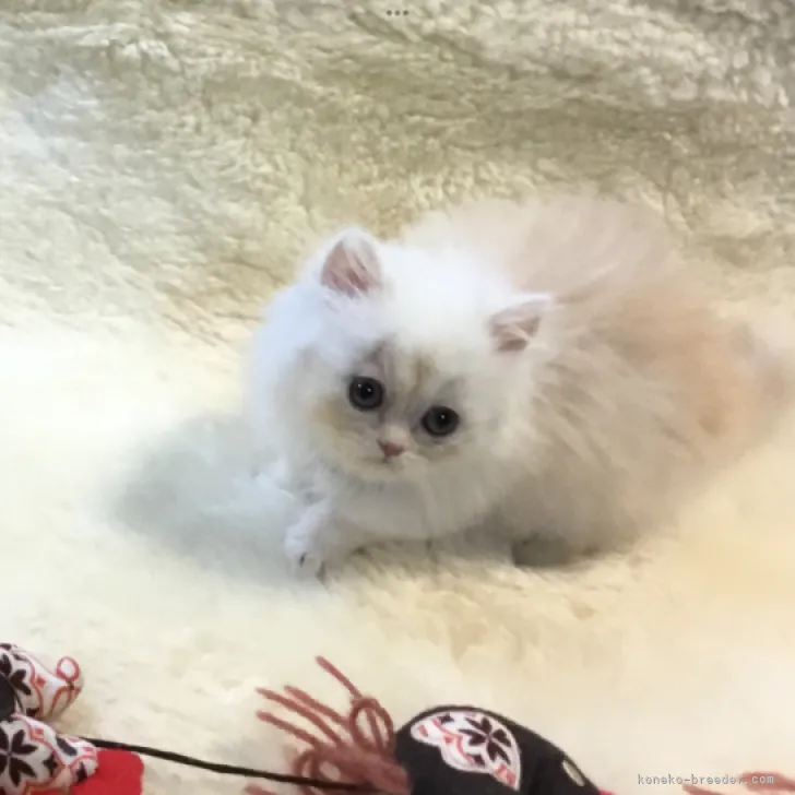 ID：2208-02193の子猫