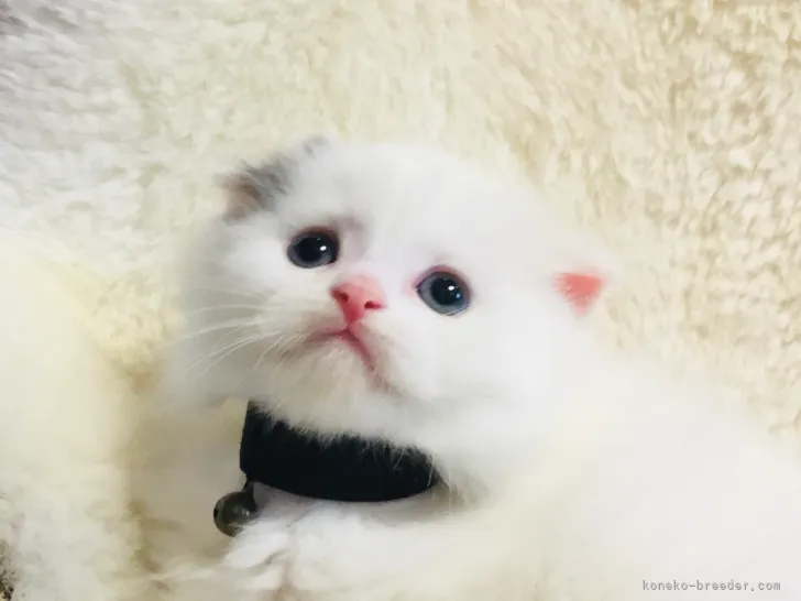 ID：2105-00832の子猫