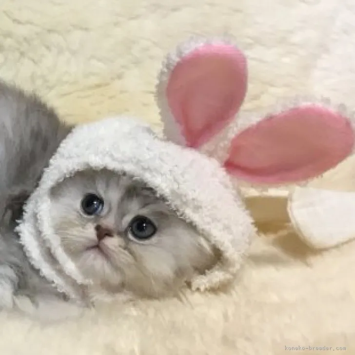 ID:2311-01901の子猫