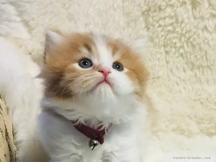 ID:2104-00422の子猫