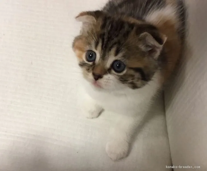 ID：1909-00020の子猫