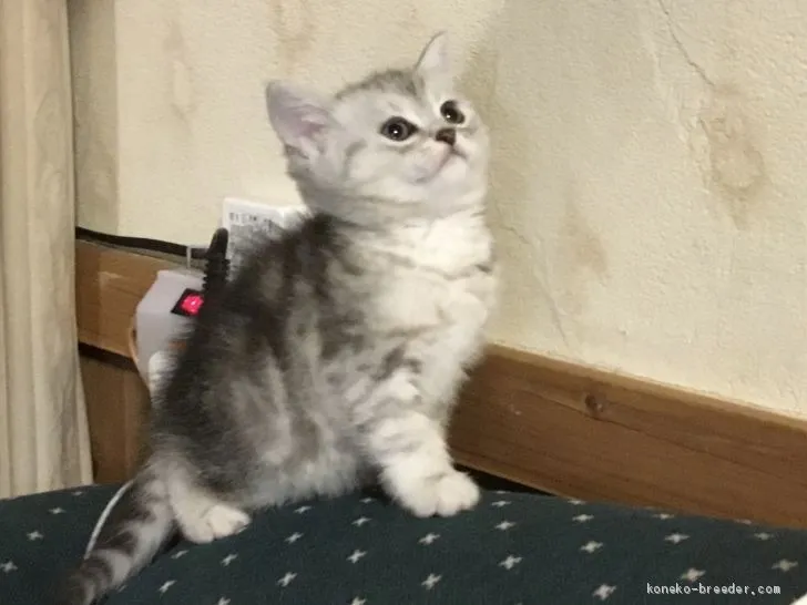 ミキティ 様のお迎えした子猫