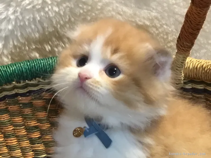 ID:2206-01273の子猫