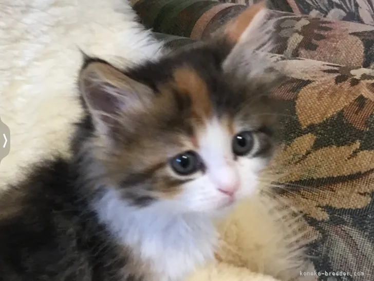 ID：2205-00441の子猫