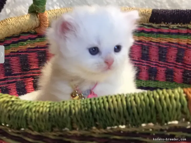 ID：2203-01966の子猫