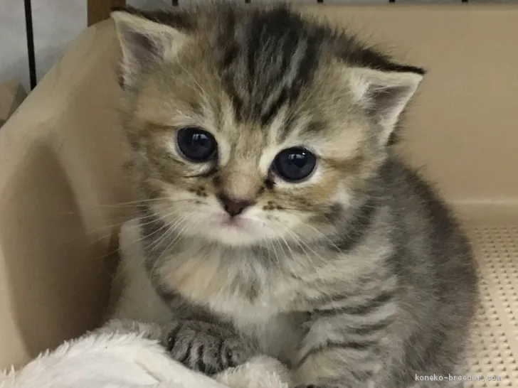 みいちゃん 様のお迎えした子猫