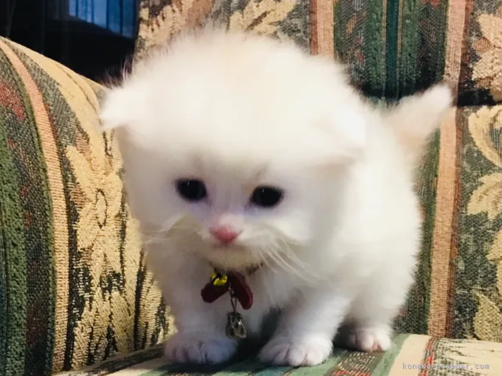 ID：2104-01472の子猫
