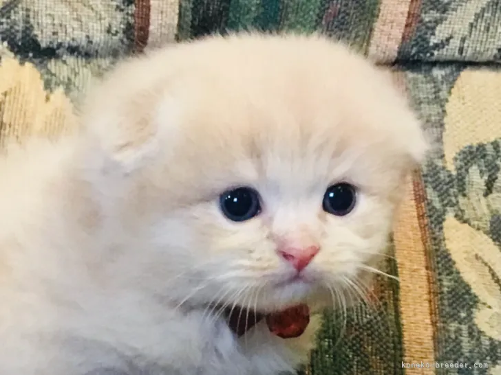 ID:2108-01587の子猫