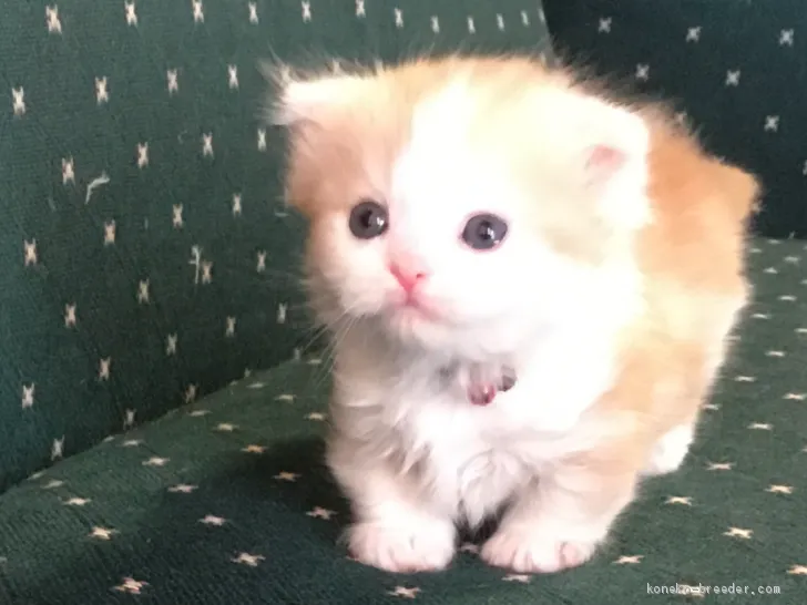 ケンジ 様のお迎えした子猫