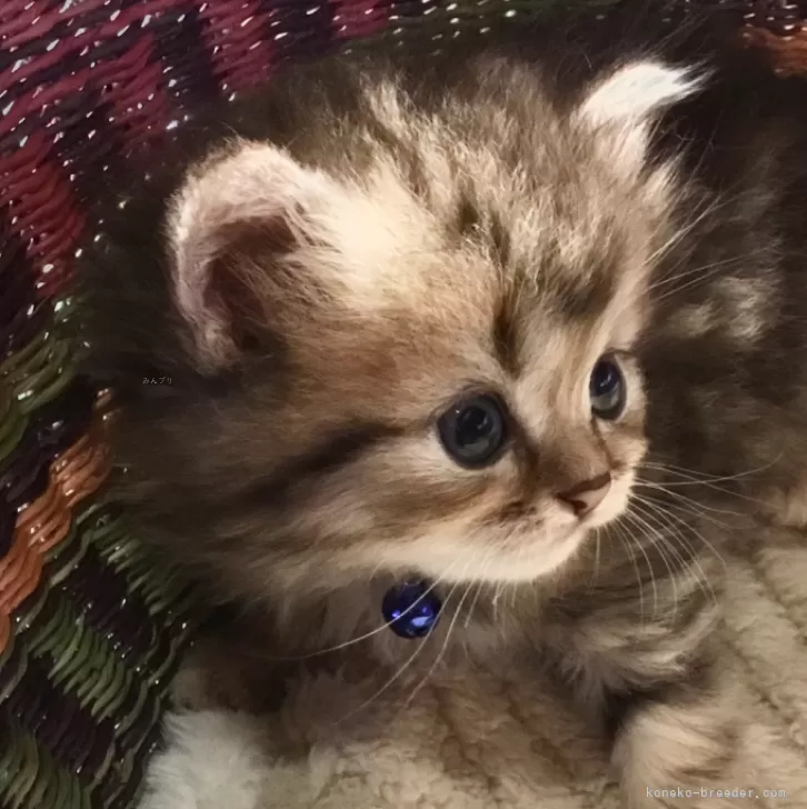 ID:2407-02049の子猫