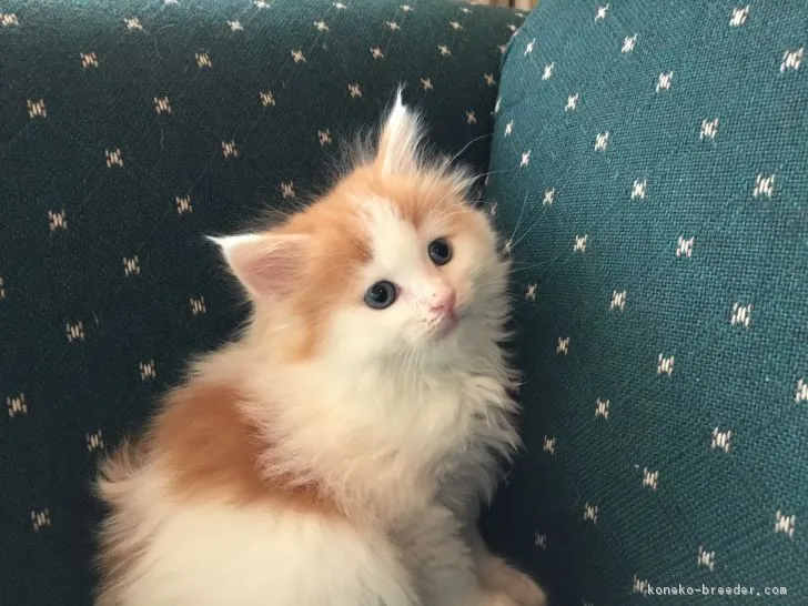 福島県さくら 様のお迎えした子猫