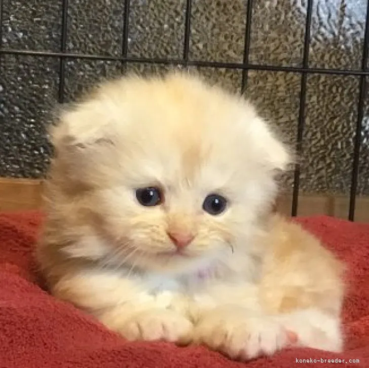 ID:2306-01917の子猫