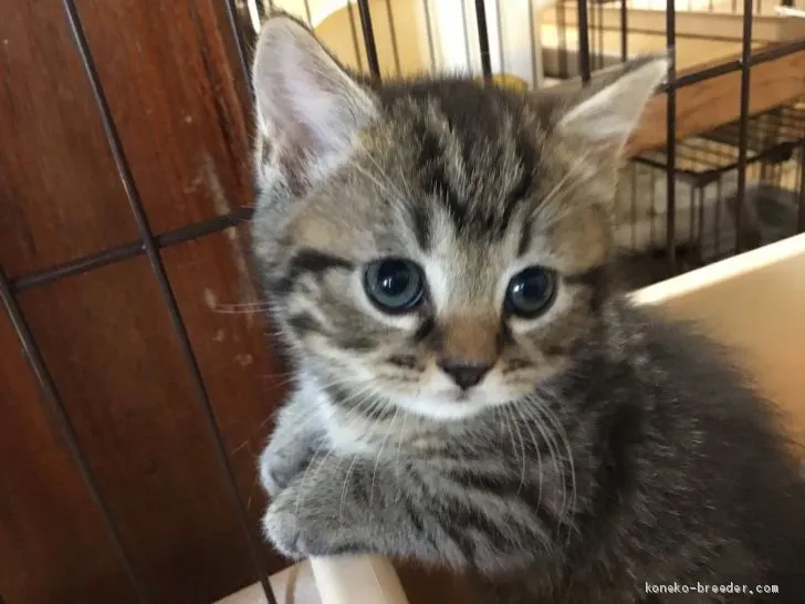 ID：1903-00833の子猫