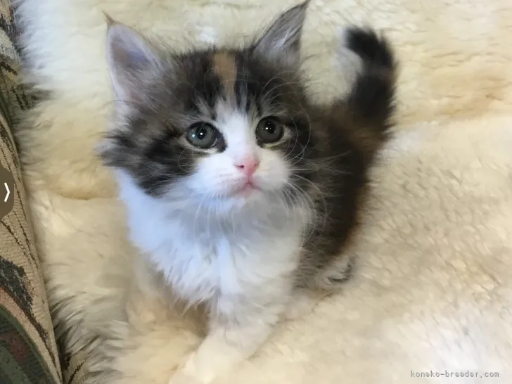 リンダマン 様のお迎えした子猫