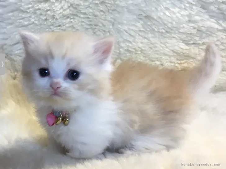 ID:2203-02070の子猫