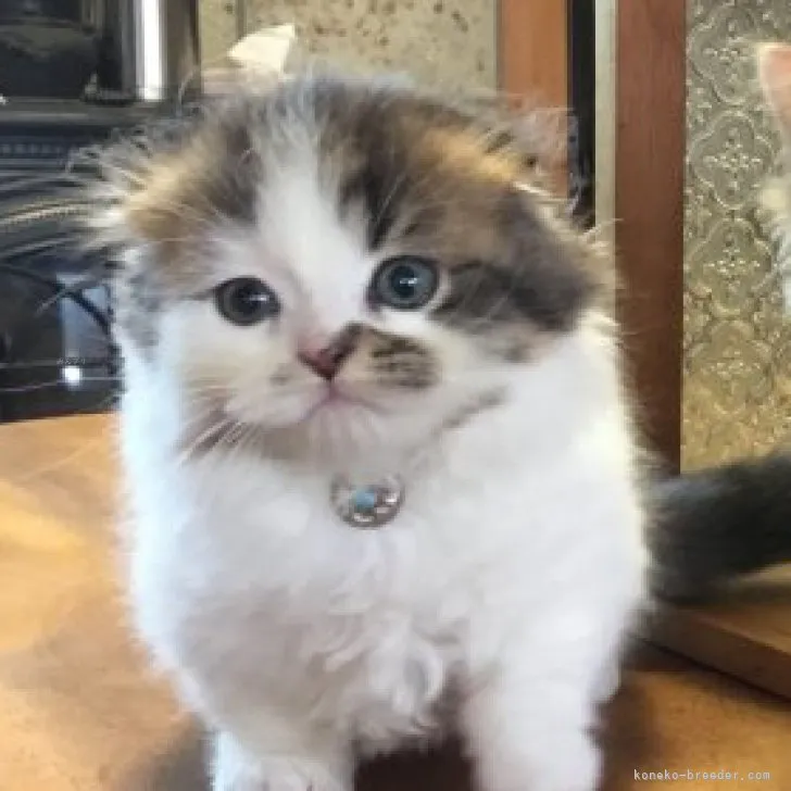 ID：2309-01754の子猫