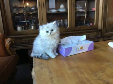 ミヌエット【福島県・女の子・2017年9月29日・チンチラシルバー（長毛）】の写真「可愛い女の子です♪ とっても人なっこいです🍀」