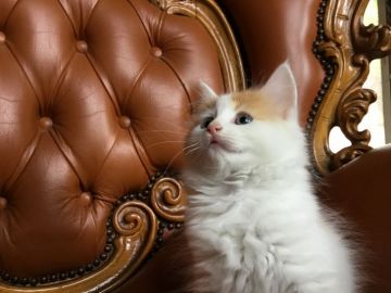 サイベリアン【福島県・女の子・2018年7月30日・レッド&ホワイト（長毛）】の写真「大人しい女の子で抱っこが大好き♪ 🍀」