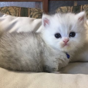 ミヌエット(短足)【福島県・男の子・2024年5月15日・シルバータビー（ロング）】の写真「淡い毛色短足の男の子♪ 大きな目 カワイイ🍀」