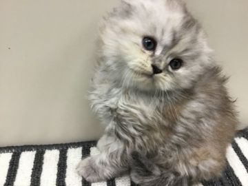 ミヌエット【福島県・女の子・2018年5月4日・トゥティシェル（長毛）】の写真「長毛で可愛い女の子です♪ ふわふわもこもこ🍀」