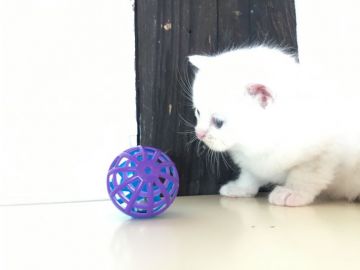 ミヌエット【福島県・男の子・2018年5月4日・クリーム&ホワイト（短毛）】の写真「可愛い顔している男の子です♪ ふわふわもこもこ🍀」