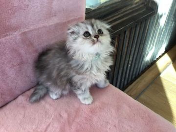 ミヌエット【福島県・女の子・2017年9月28日・シルバータビー（長毛）】の写真「可愛い女の子です♪ とっても人なっこいです🍀」