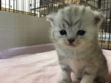 ミヌエット【福島県・女の子・2018年5月4日・シルバータビー】の写真「大人しい可愛い女の子です♪ ふわふわもこもこ🍀」