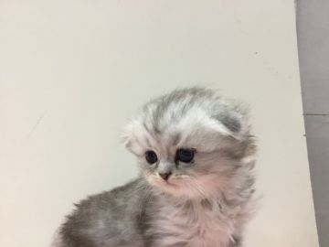 ミヌエット【福島県・女の子・2018年2月26日・シルバータビー（長毛）】の写真「可愛い女の子です♪ ふわふわもこもこ🍀」