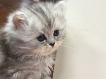 ミヌエット【福島県・女の子・2018年2月26日・シルバータビー（長毛）】の写真「可愛い女の子です♪ ふわふわもこもこ🍀」