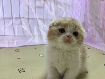 マンチカン(短足)【福島県・男の子・2018年9月18日・クリームパッチドタビー&ホワイト（短毛）】の写真「おとなしい男の子♪ ふわふわもこもこ🍀」