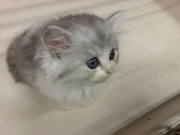 ミヌエット【福島県・男の子・2018年6月15日・ホワイト&シルバータビー（長毛）】の写真「目の大きな男の子♪ ふわふわもこもこ🍀」