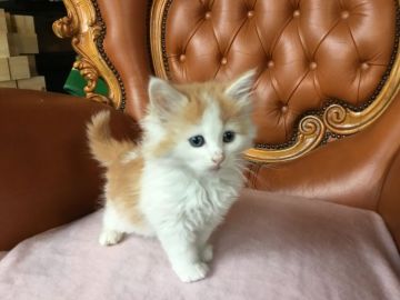 サイベリアン【福島県・女の子・2018年3月18日・レッド&ホワイト（長毛）】の写真「甘え上手な女の子♪とっても可愛い 🍀」