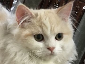 ミヌエット【福島県・男の子・2017年12月10日・ホワイト&クリームタビー（長毛）】の写真「甘えん坊の男の子♪ ふわふわもこもこ🍀」