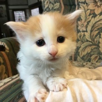 サイベリアン【福島県・男の子・2019年1月8日・レッド&ホワイト（長毛）】の写真「抱っこが大好き♪とっても可愛い 🍀」