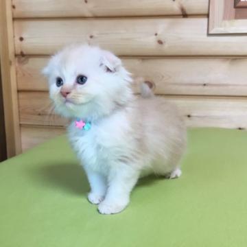 ミヌエット(長足)【福島県・男の子・2022年9月17日・クリーム（ミデアム）】の写真「淡い毛色の男の子♪ふわふわモフモフ🍀」