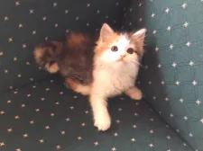 マンチカン(長足)【福島県・女の子・2019年6月25日・キャリコ】の写真1「8／17日撮影」