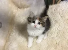 サイベリアン【福島県・女の子・2022年4月9日・キャリコ】の写真2「5／21日撮影」