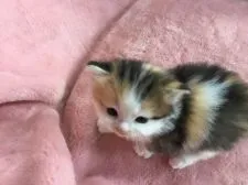 マンチカン(長足)【福島県・女の子・2019年6月25日・キャリコ】の写真3