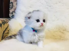 ミヌエット【福島県・男の子・2021年11月20日・シルバータビー      &ホワイト】の写真3