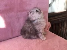 ミヌエット【福島県・女の子・2017年9月28日・シルバータビー】の写真3