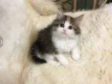 サイベリアン【福島県・女の子・2022年4月9日・キャリコ】の写真3「5／21撮影」