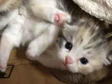 ミヌエット【福島県・女の子・2019年12月27日・キャリコ】の写真4「1／21日撮影」