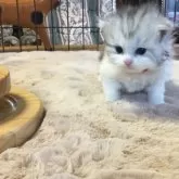 ミヌエット(長足)【福島県・男の子・2025年10月25日・シルバーパッチドタビー&ホワイト】の写真10