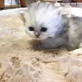 ミヌエット(短足)【福島県・女の子・2025年10月26日・シルバータビー】の写真12