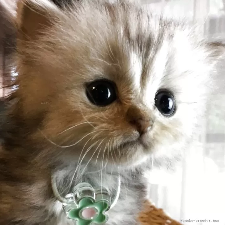 ID：2507-01826の子猫
