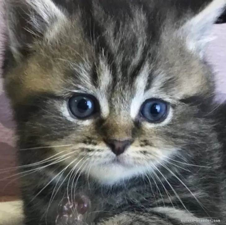 ID：2509-02892の子猫