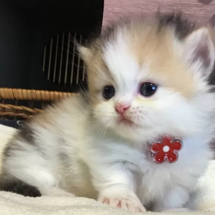 ID:2510-01110の子猫